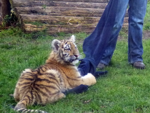 2013-02-05 15-14-41 - 0092