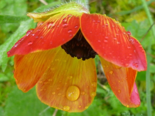 Anemone