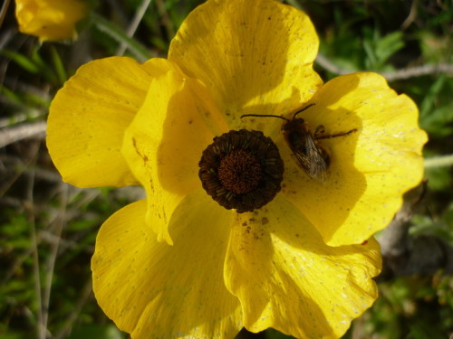 anemone