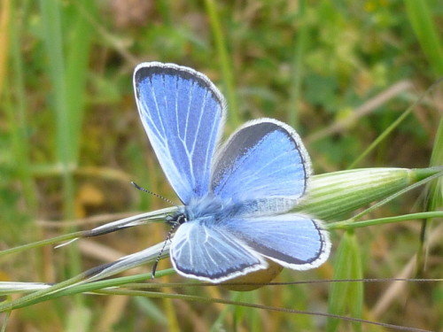 Adonis Blue Butterfly