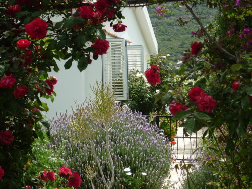 The roses are out!