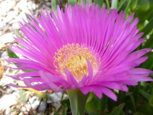 Hottentot Fig