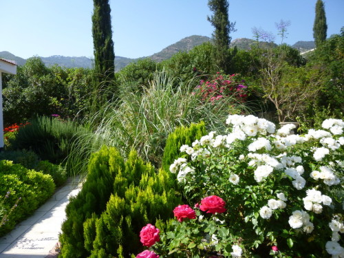 Blooming Roses!