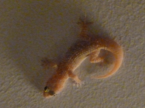 Hemidactylus turcicus on our ceiling!