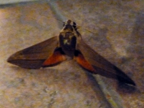 Hover moth1.jpg