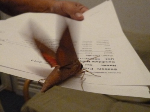Hover moth2.jpg