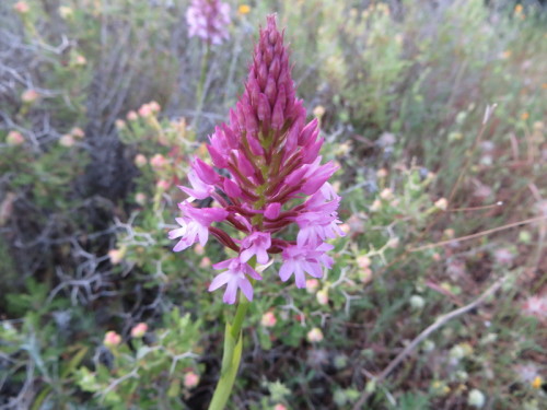 Pyramidal Orchid