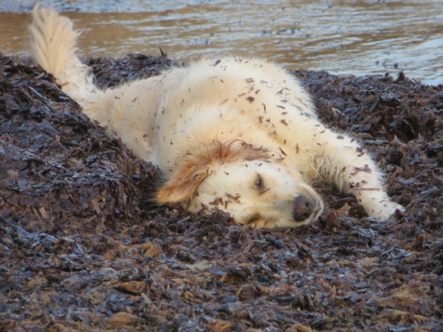 She'd rather roll in stinky seaweed 