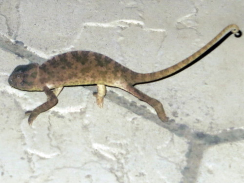 Chameleon