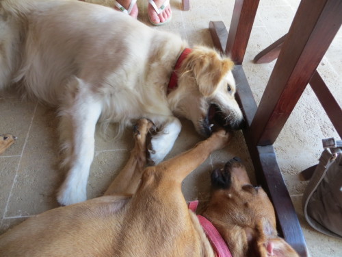 Loppi and Ellie under the table playing
