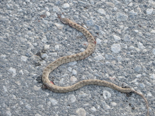 20-10-14 04-39-36 - 0005