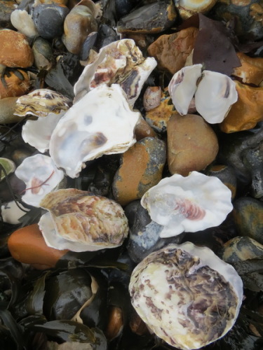 Oyster shells
