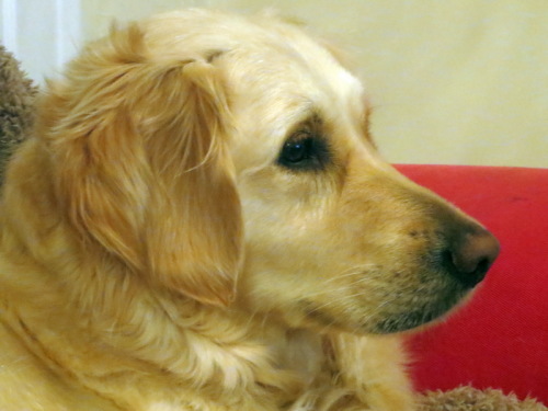 Ellie watching Crufts