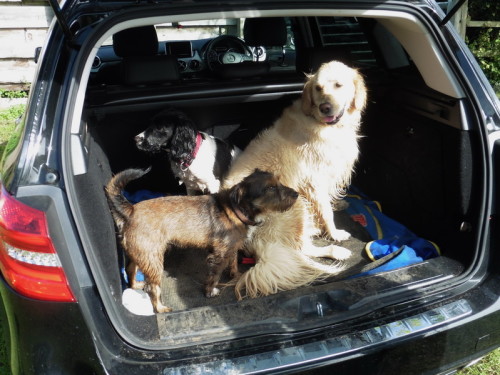 Three wet dogs in Torin's car