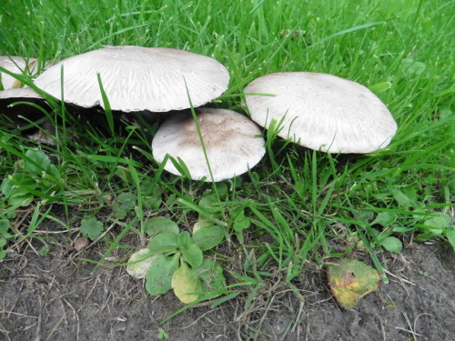 2015-09-12 08-01-12 - 0002