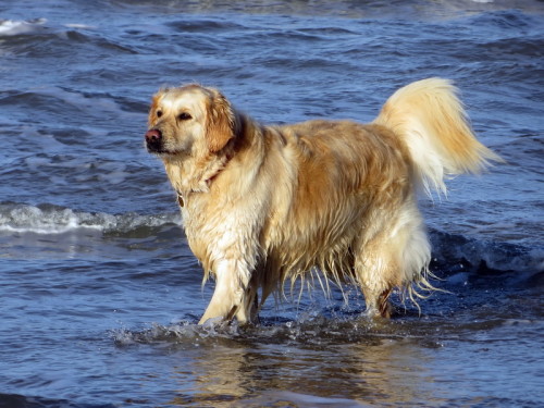 2016-12-11 12-08-22 - IMG_0499